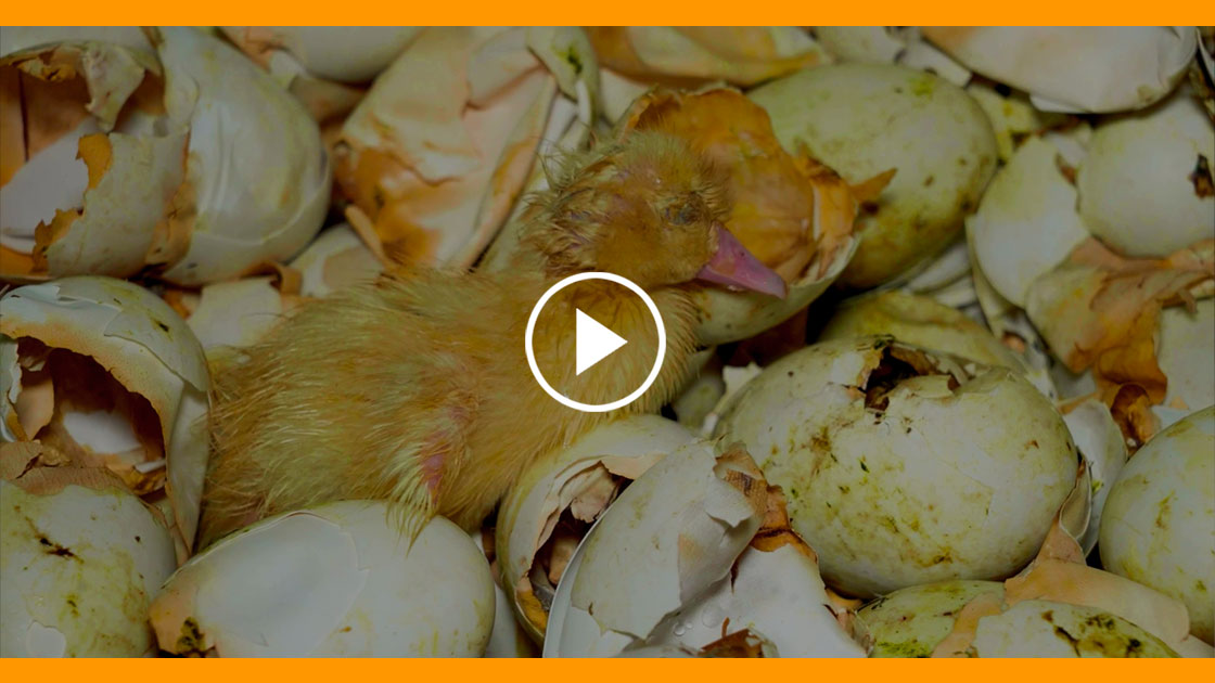 Nouvelle enquête foie gras : des milliers de canetons jetés vivants à la poubelle